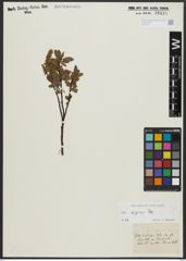 Foto von Salix alpina Scop.